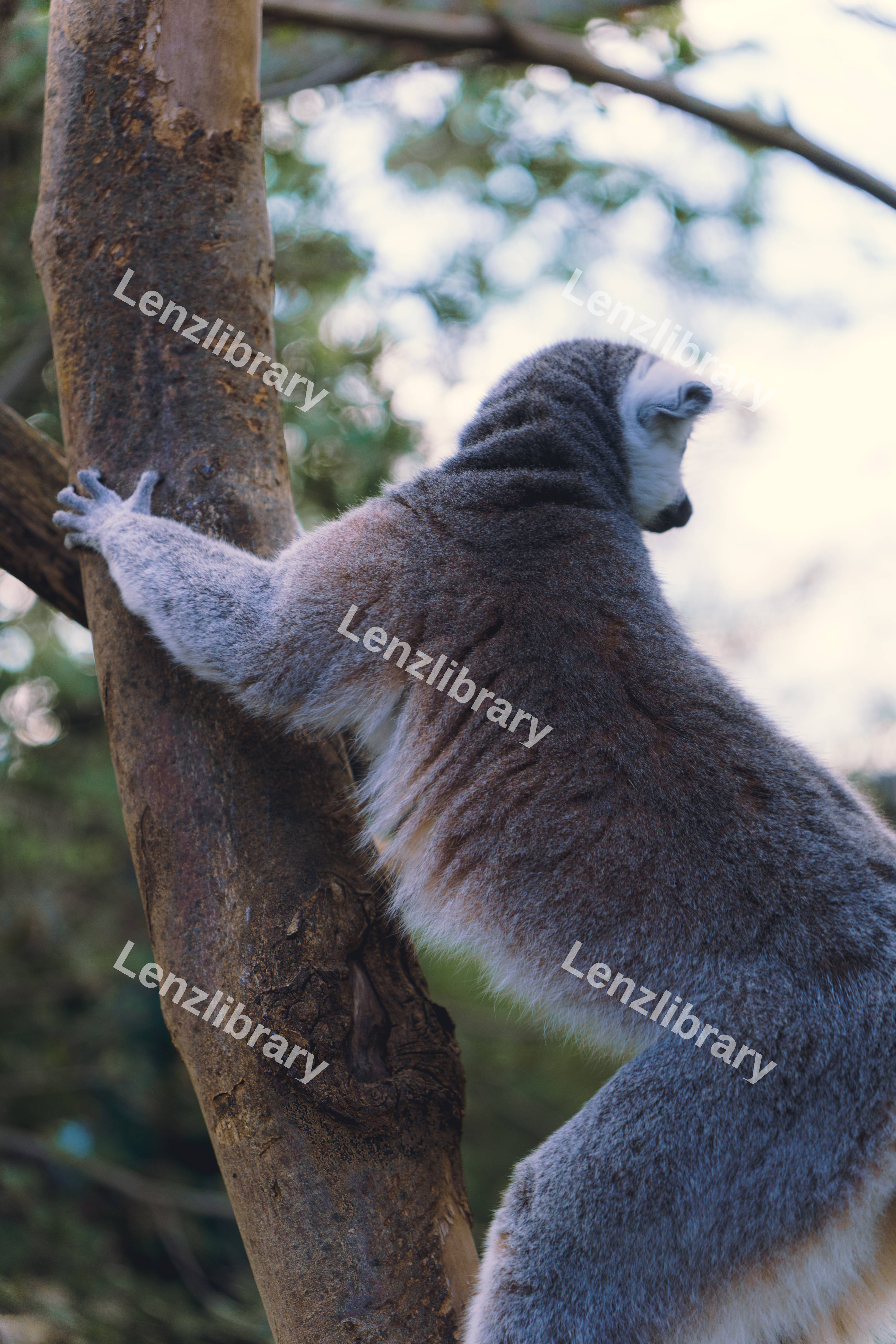 Lemur Hugging Tree